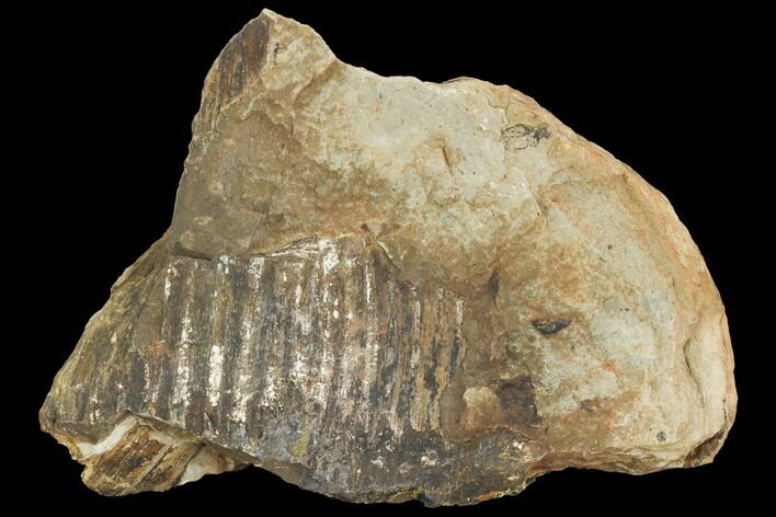 Fossil Horsetail (Calamites) In Ironstone - Illinois #121218